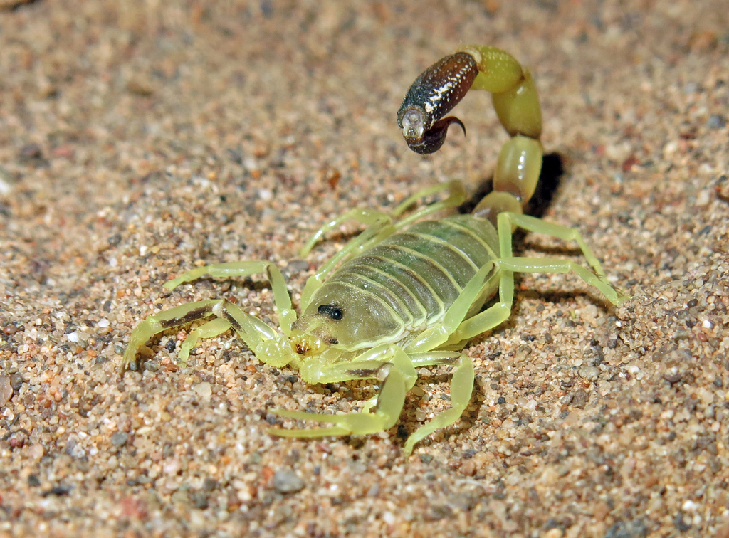 Anomalobuthus