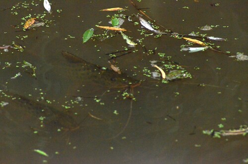 Pimelodus maculatus
