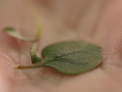Coprosma tenuicaulis