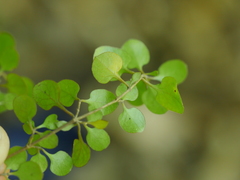 Coprosma tenuicaulis