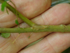 Coprosma tenuicaulis