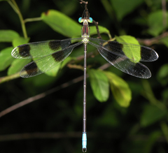 Orolestes octomaculatus