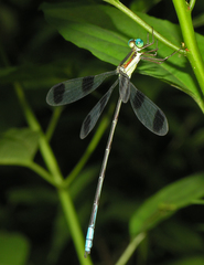 Orolestes octomaculatus