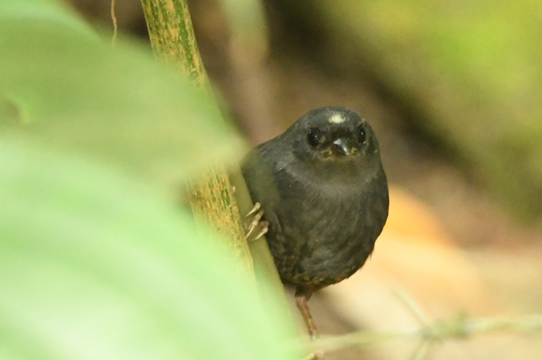 Santa Marta Tapaculo (Scytalopus sanctaemartae), photo 3
