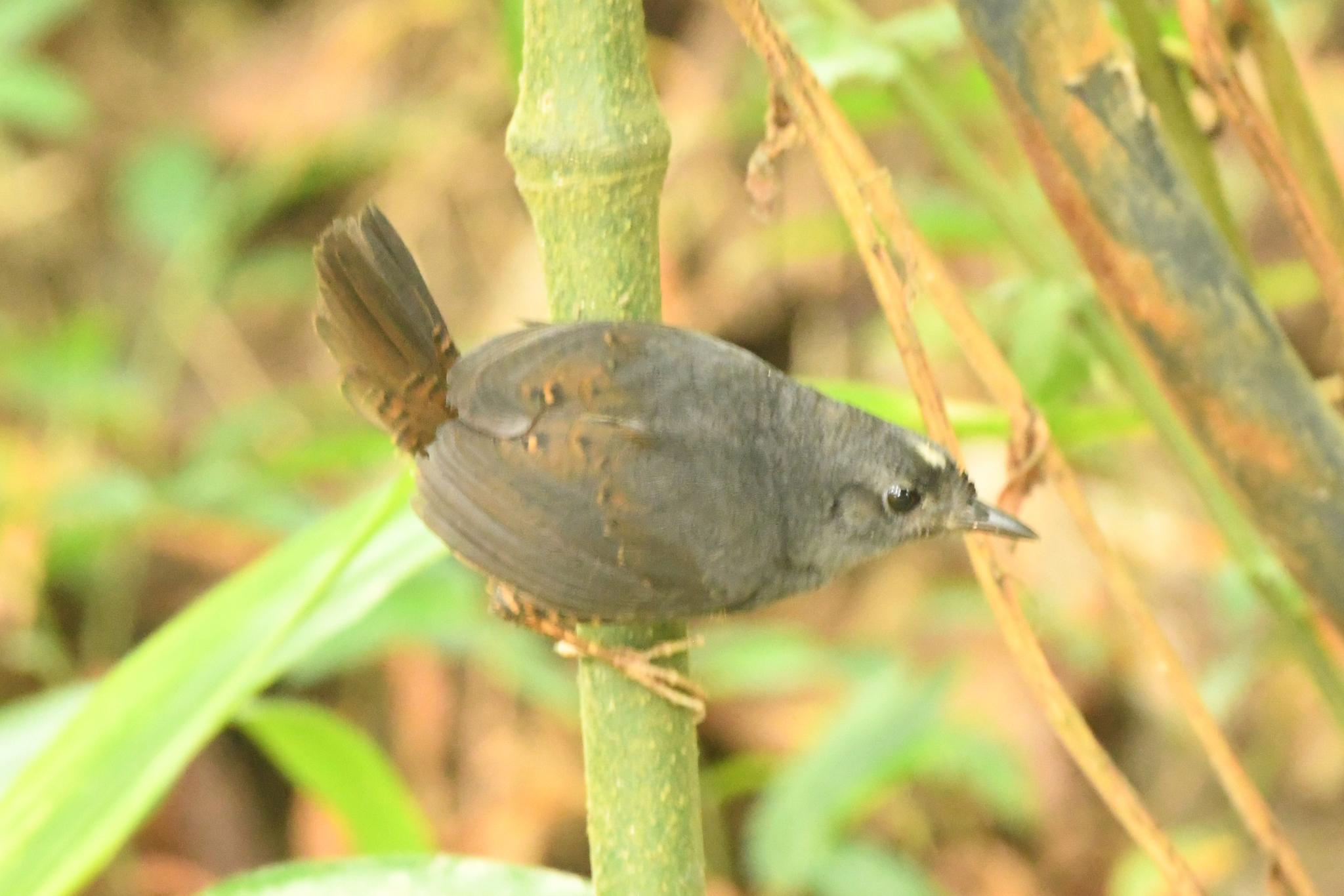 Santa Marta Tapaculo (Scytalopus sanctaemartae), photo 7