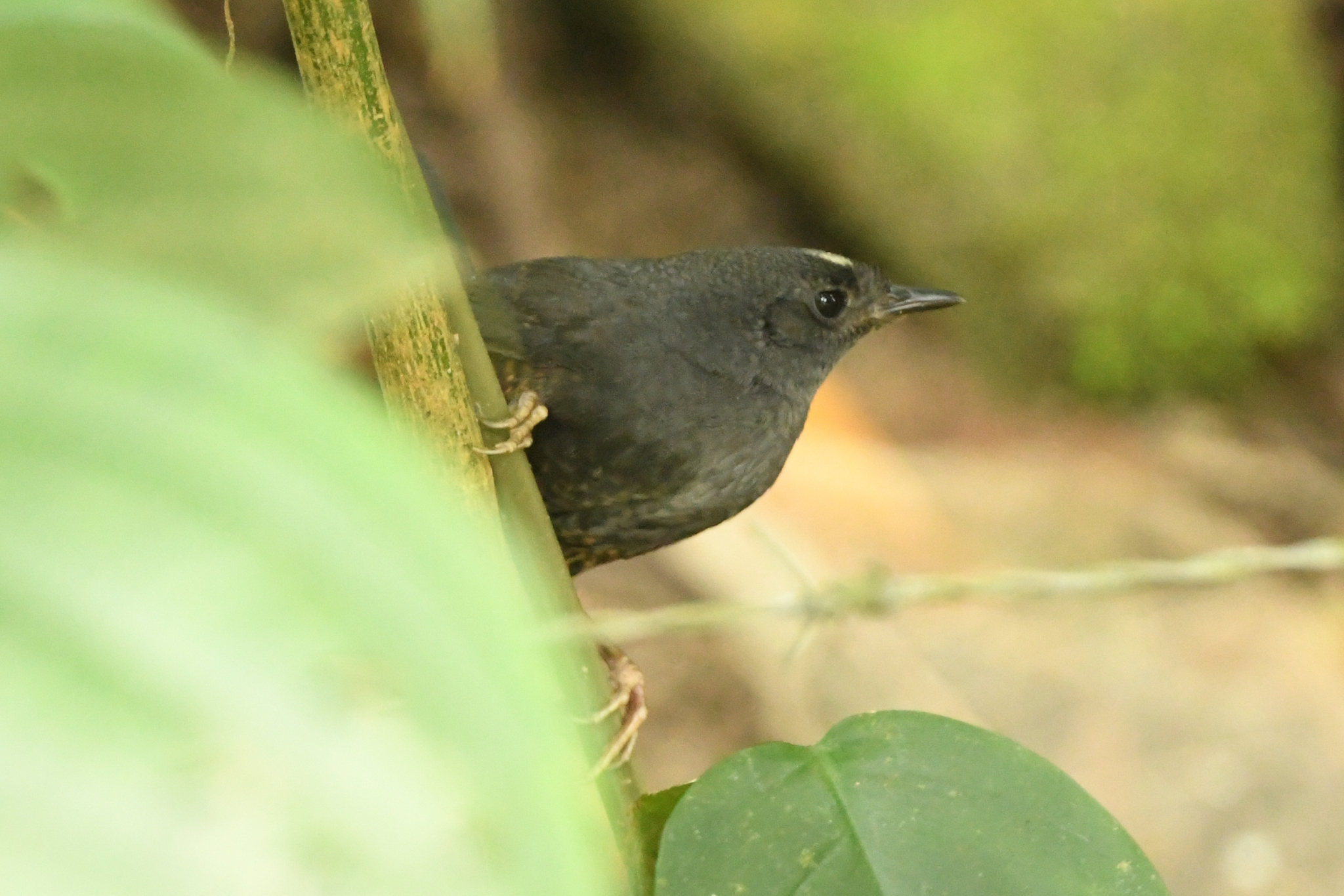 Santa Marta Tapaculo (Scytalopus sanctaemartae), photo 4