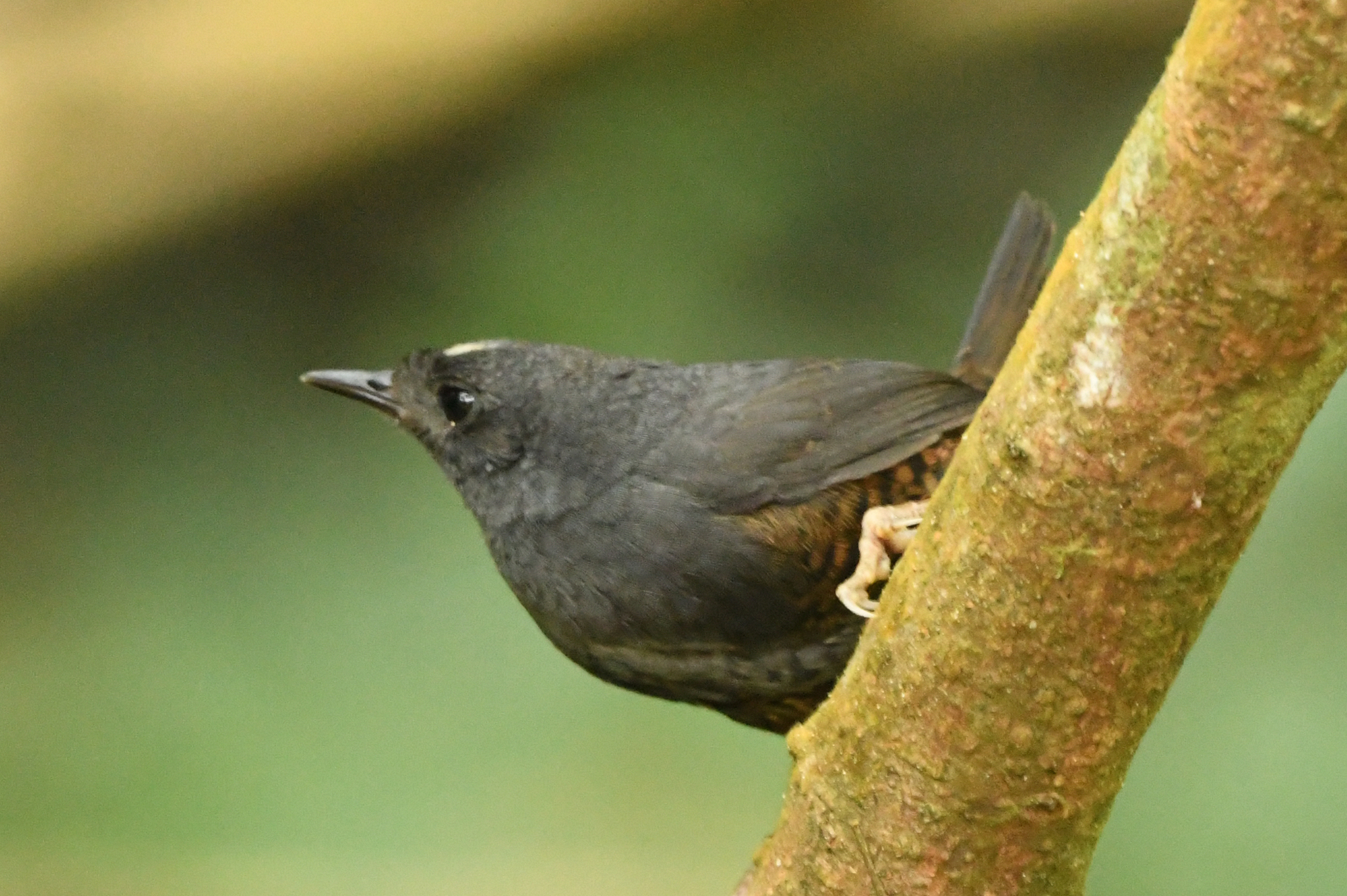 Santa Marta Tapaculo (Scytalopus sanctaemartae), photo 6