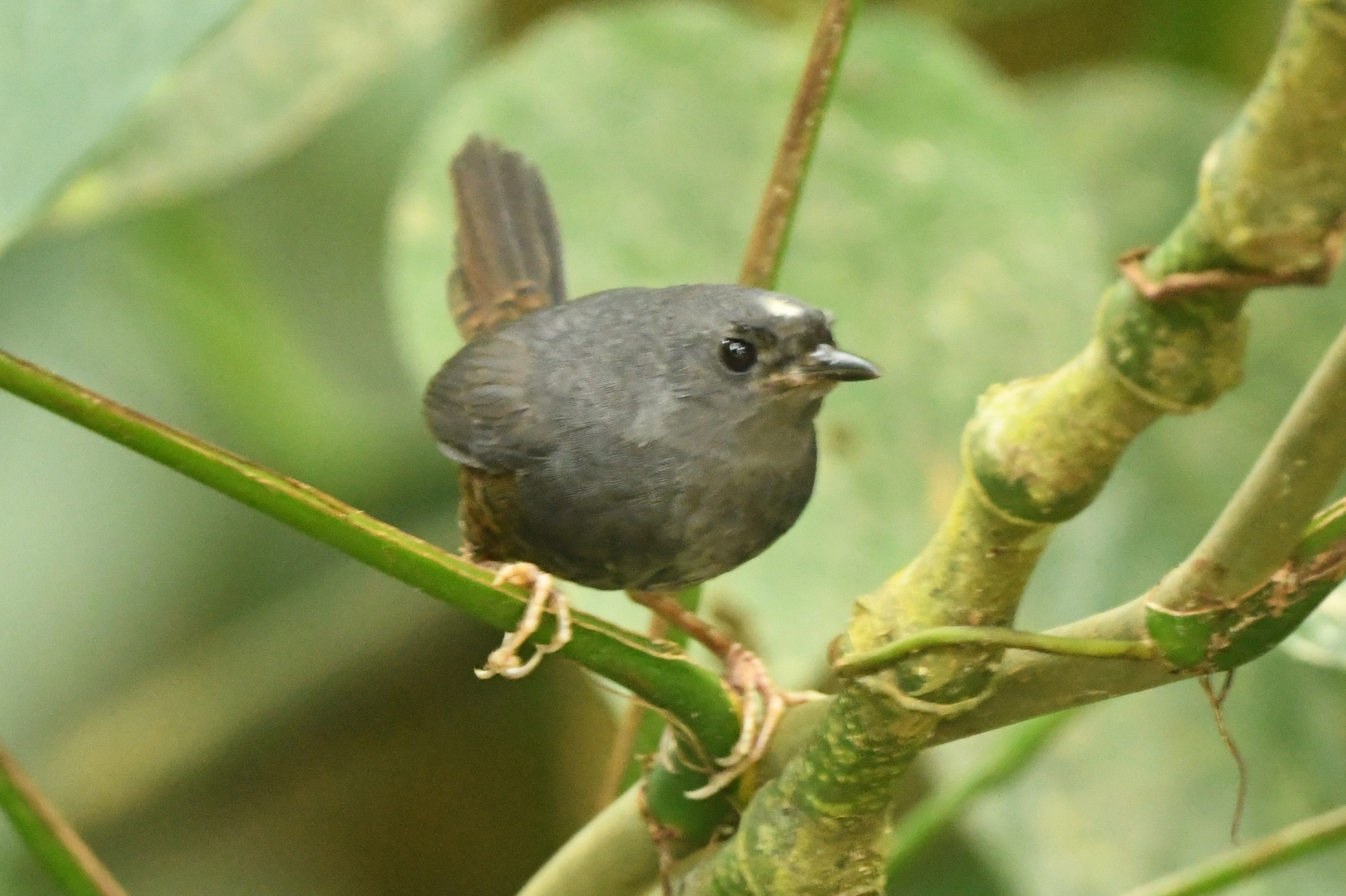 Santa Marta Tapaculo (Scytalopus sanctaemartae), photo 5