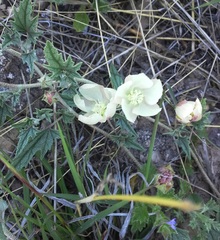 Malvella sagittifolia