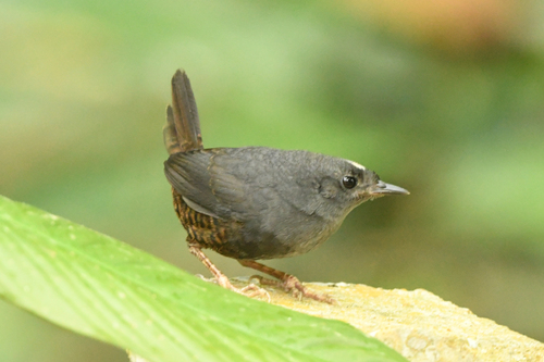 Santa Marta Tapaculo (Scytalopus sanctaemartae)