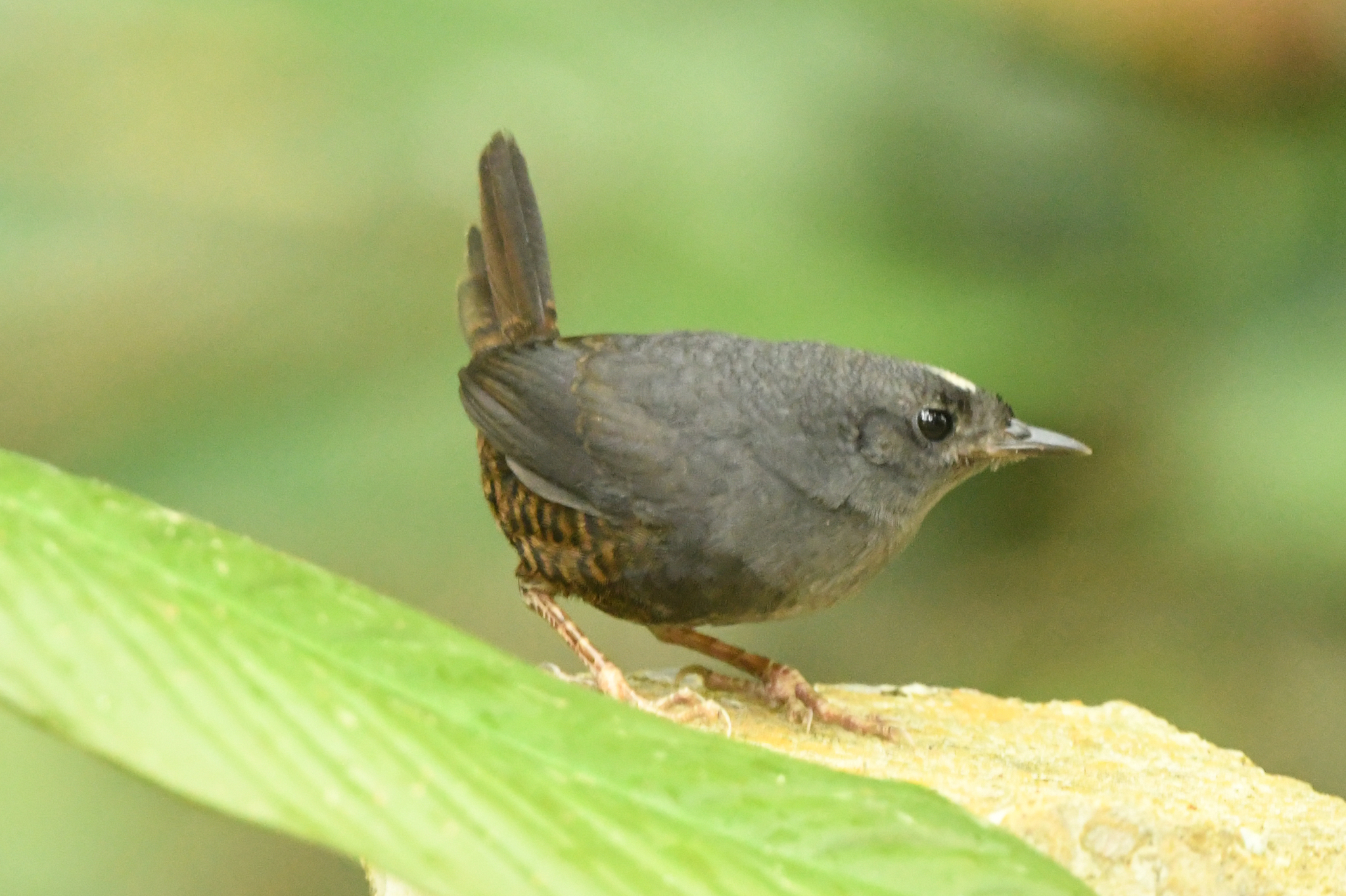 Santa Marta Tapaculo (Scytalopus sanctaemartae), photo 2