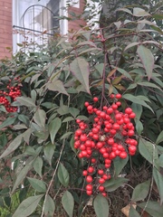 Nandina domestica