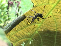 Heteroptera