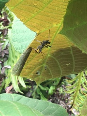 Heteroptera
