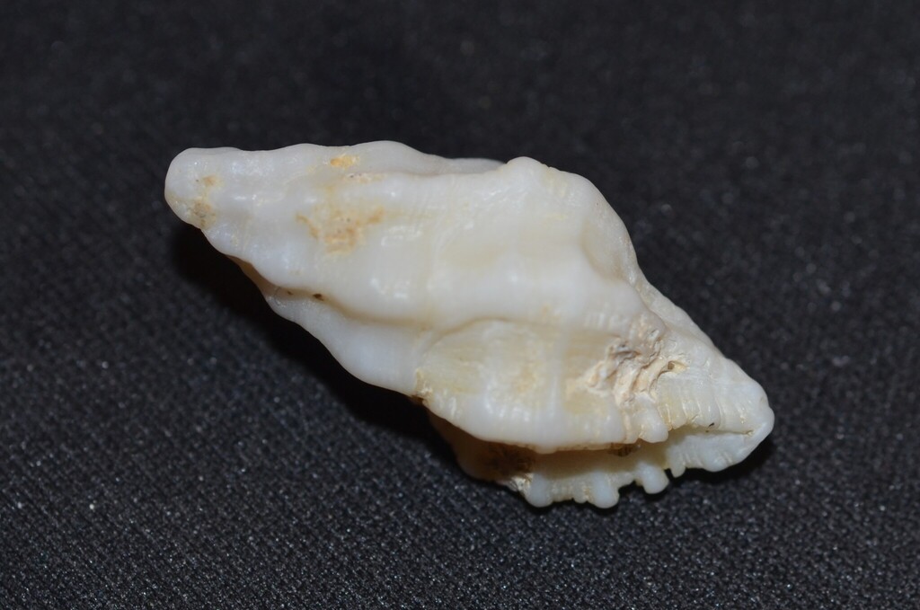 Hexagonal Murex
