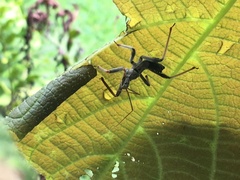 Heteroptera