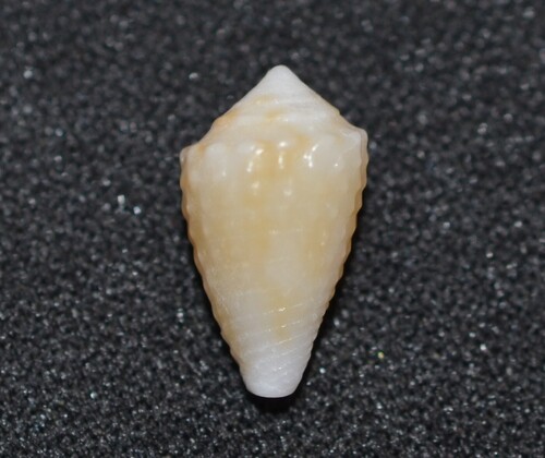 Conasprella jaspidea observed 2025-12-21