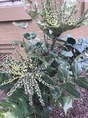 Berberis bealei