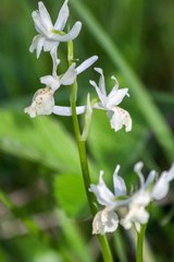 Orchis provincialis
