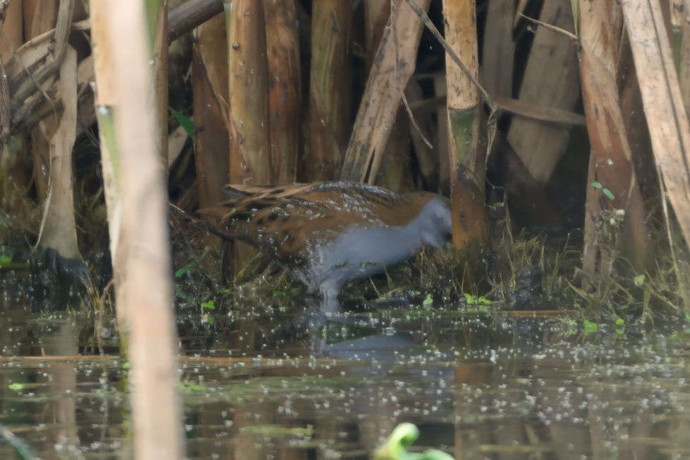 Baillon's Crake