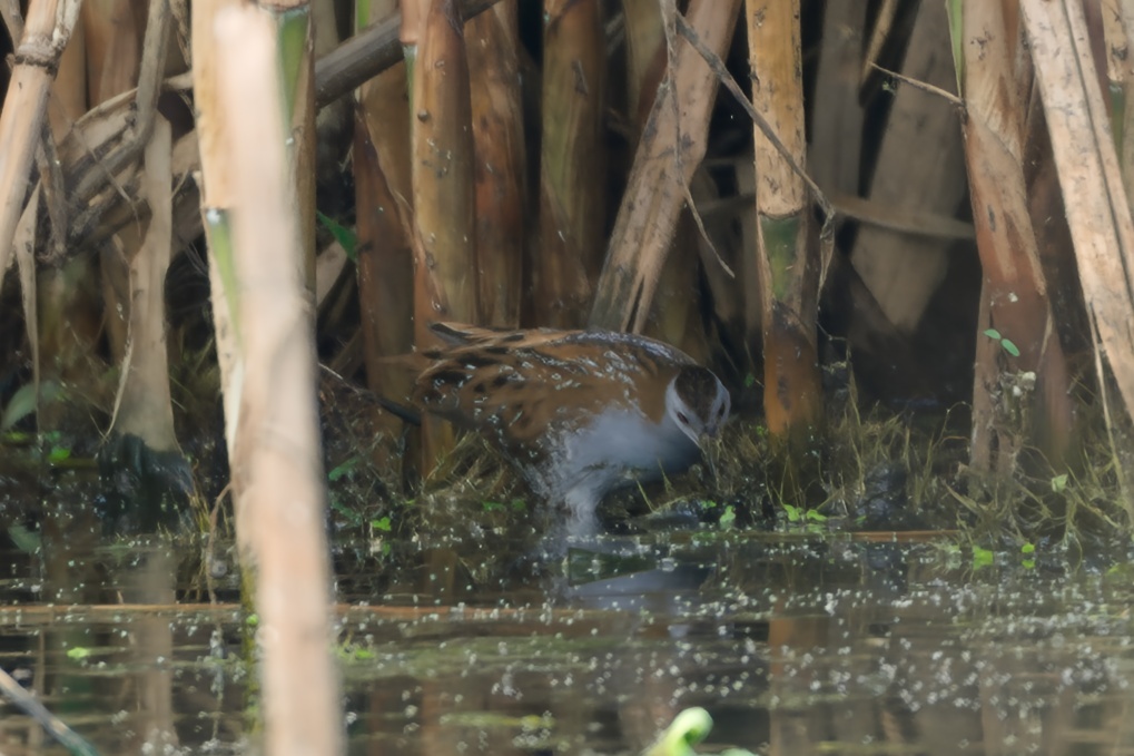 Baillon's Crake