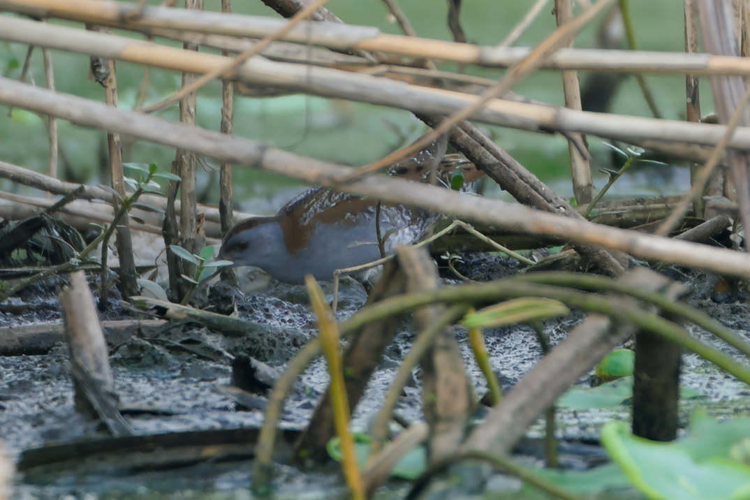 Baillon's Crake