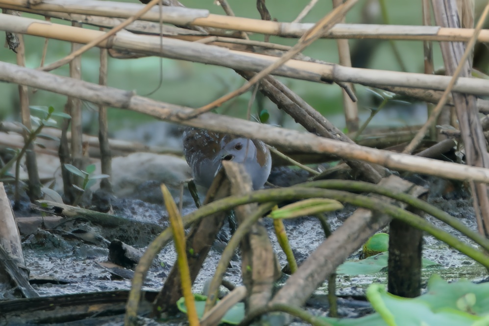 Baillon's Crake