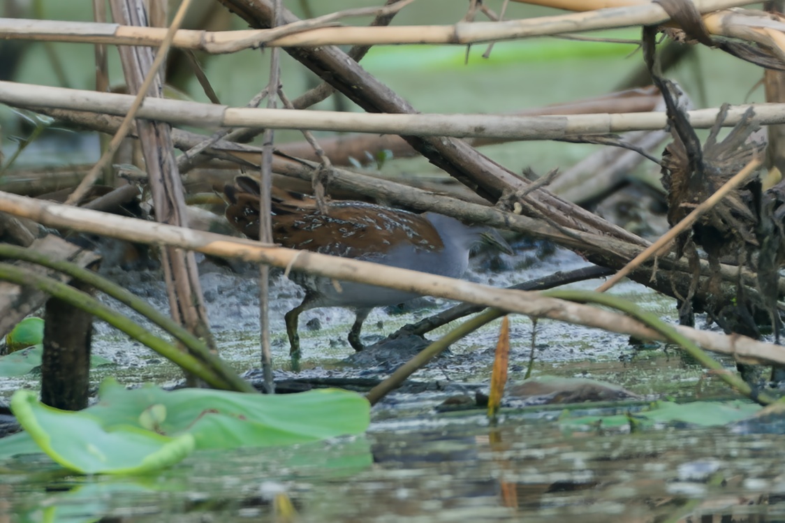 Baillon's Crake
