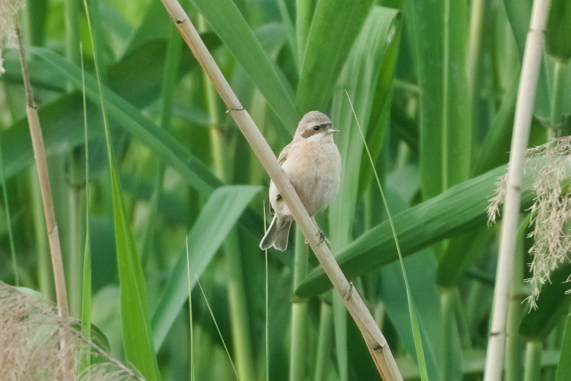 Chinese Penduline Tit