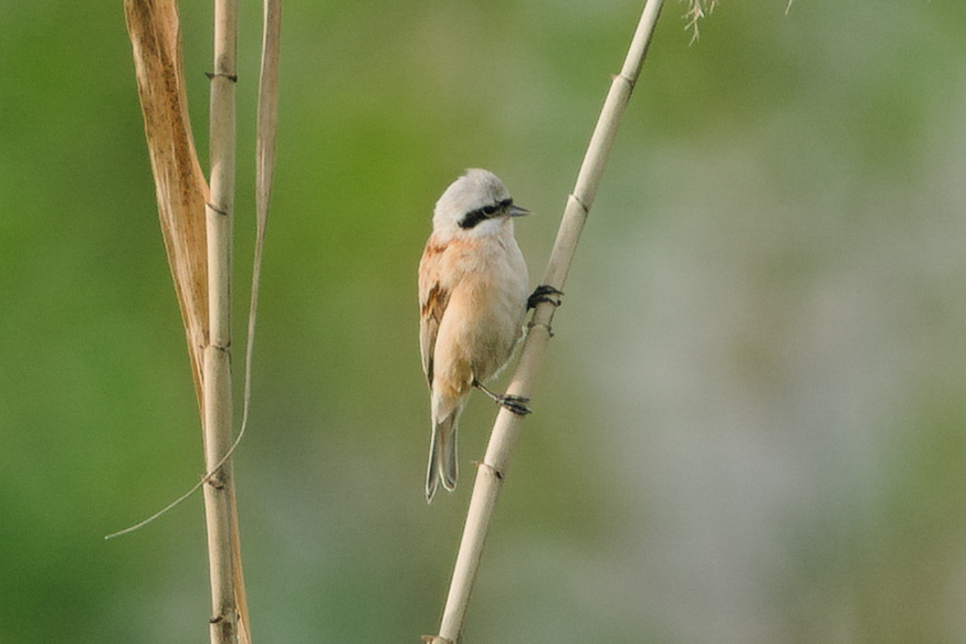Chinese Penduline Tit