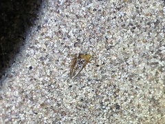 Multareoides bifurcatus