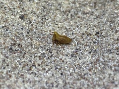 Multareoides bifurcatus