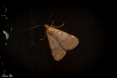 Hydrillodes nilgirialis