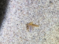 Multareoides bifurcatus