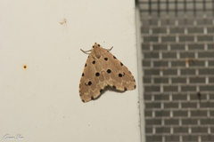 Metaemene atrigutta maculata