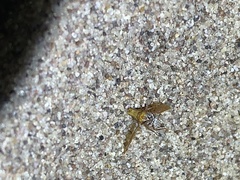 Multareoides bifurcatus