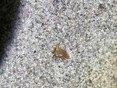 Multareoides bifurcatus