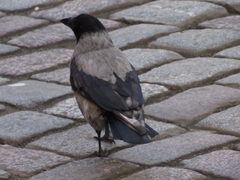 Corvus cornix