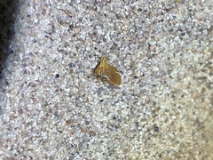 Multareoides bifurcatus