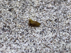 Multareoides bifurcatus