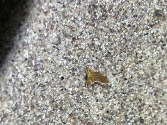 Multareoides bifurcatus