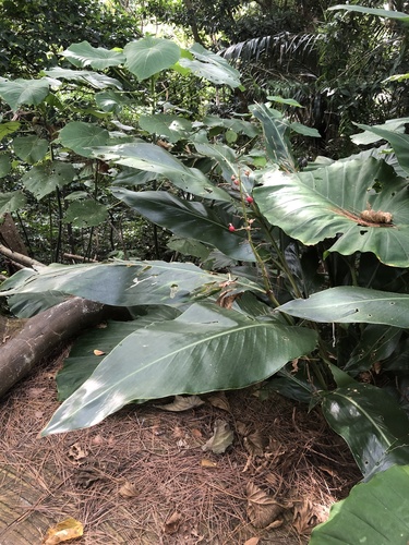 Alpinia takaminei iNat (2)