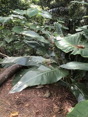 Alpinia formosana