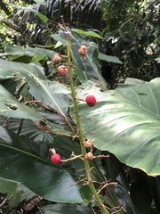 Alpinia formosana