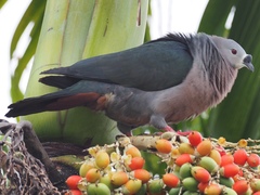 Ducula pacifica