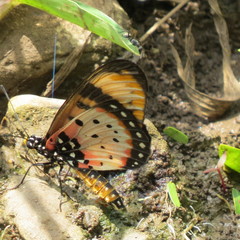 Acraea acara acara