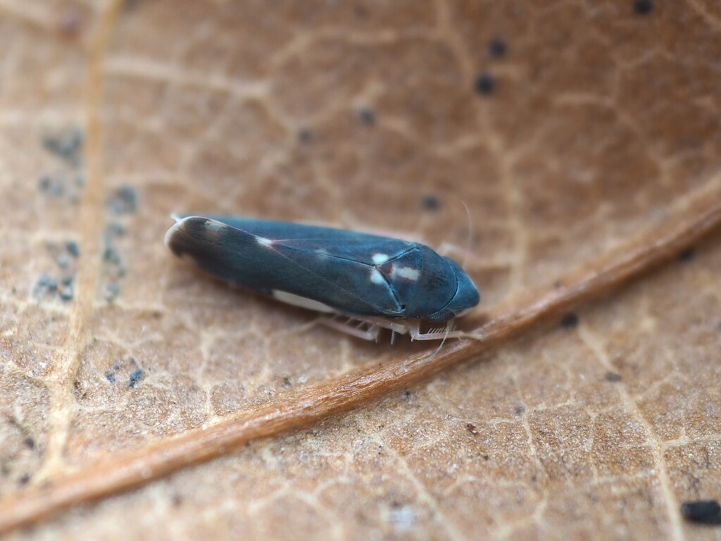Erythroneura infuscata