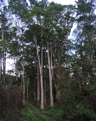 Dipterocarpus alatus