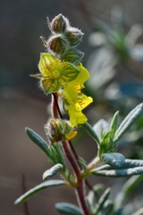 Helianthemum stipulatum