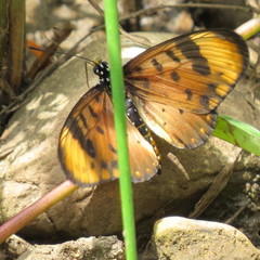 Acraea acara acara